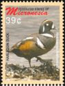 Harlequin Duck (Histrionicus histrionicus)